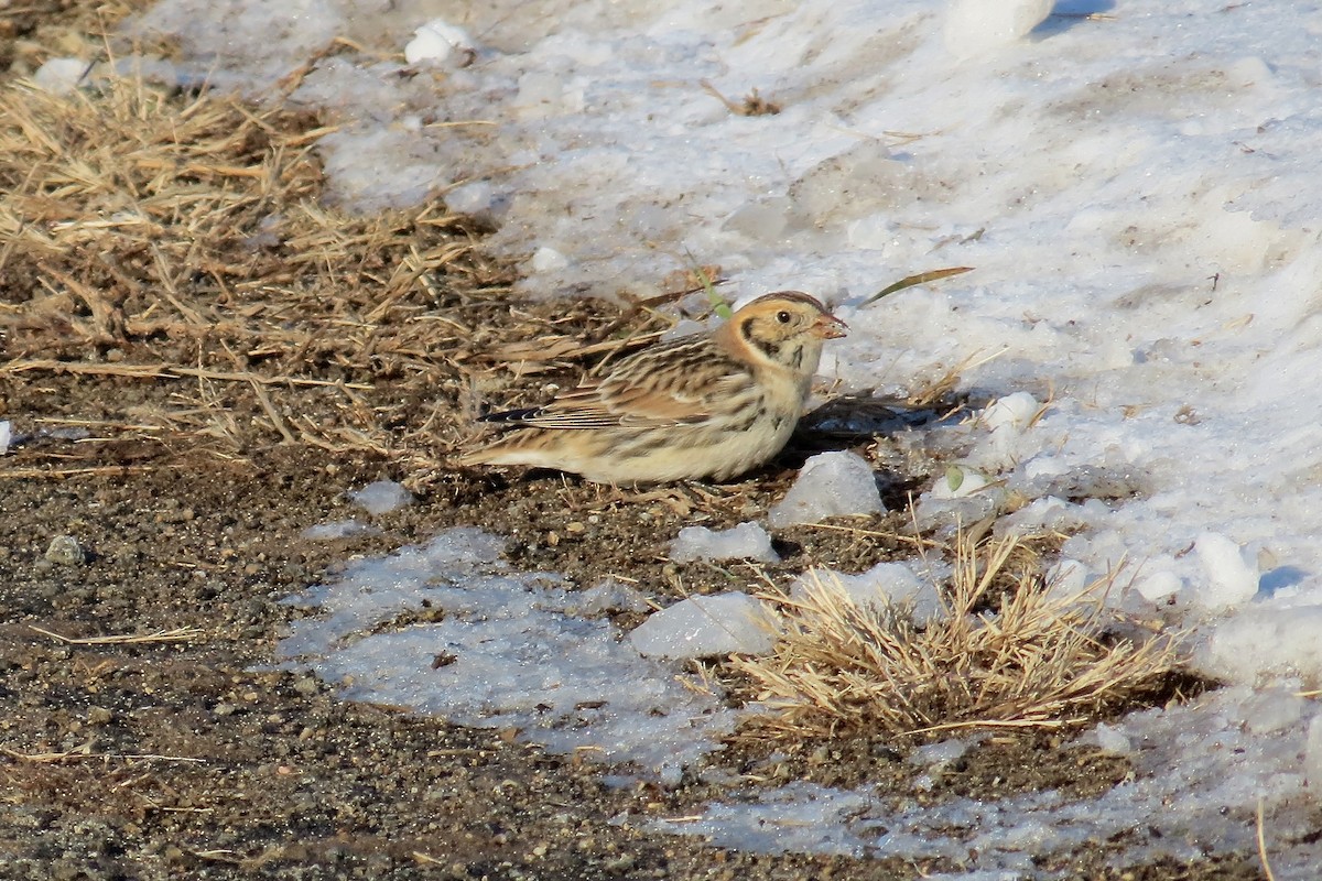 Lapland Longspur - ML646377862
