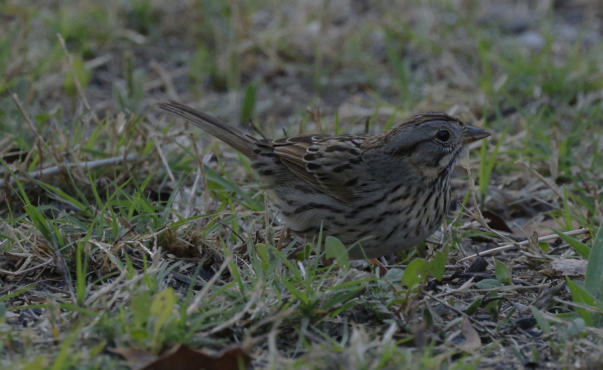 Lincoln's Sparrow - ML646377863