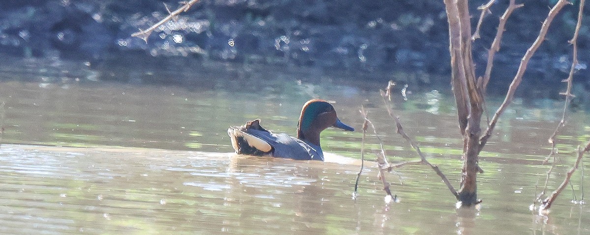 小水鴨 - ML646377864