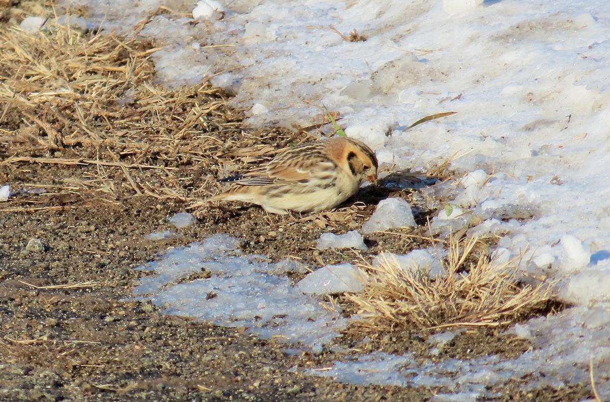 Lapland Longspur - ML646377865