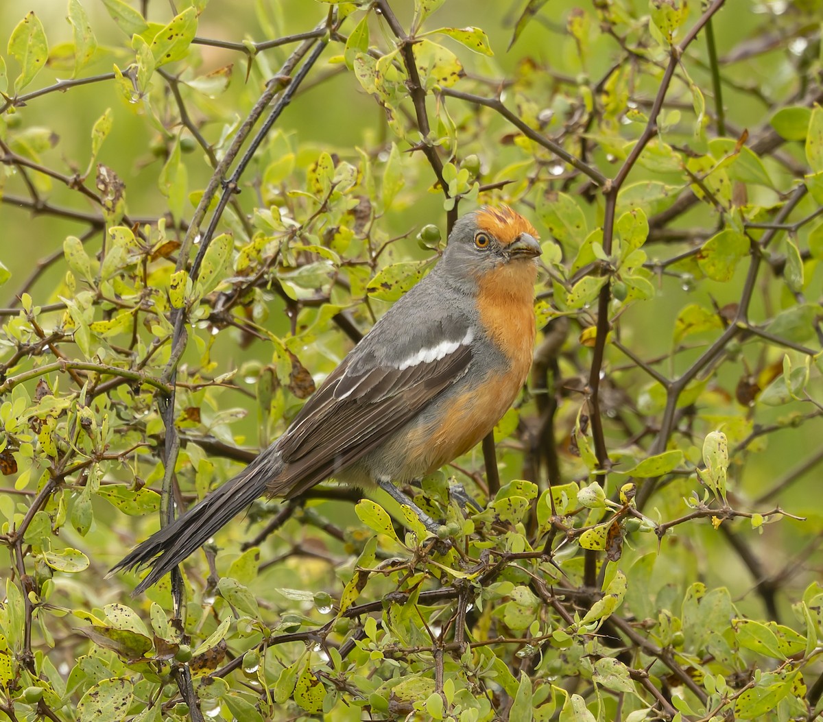 White-tipped Plantcutter - ML646377866