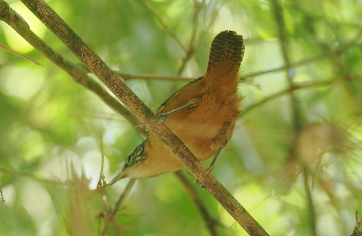 Fawn-breasted Wren - ML646377868