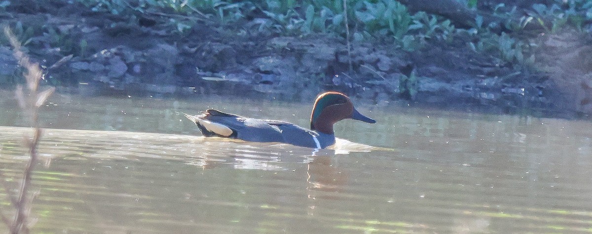 小水鴨 - ML646377869