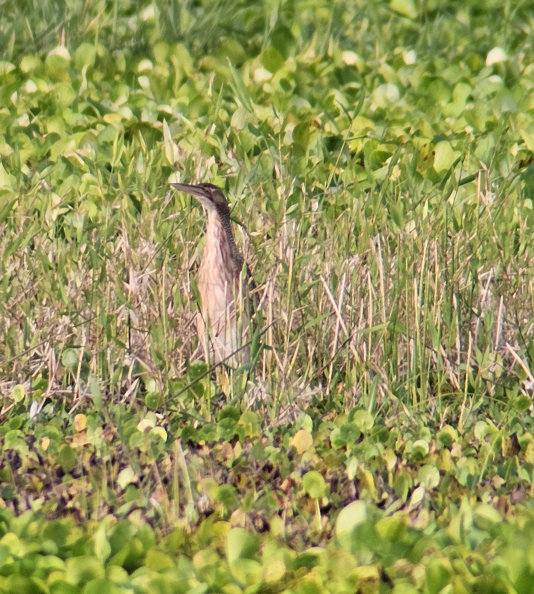 Pinnated Bittern - ML646377871