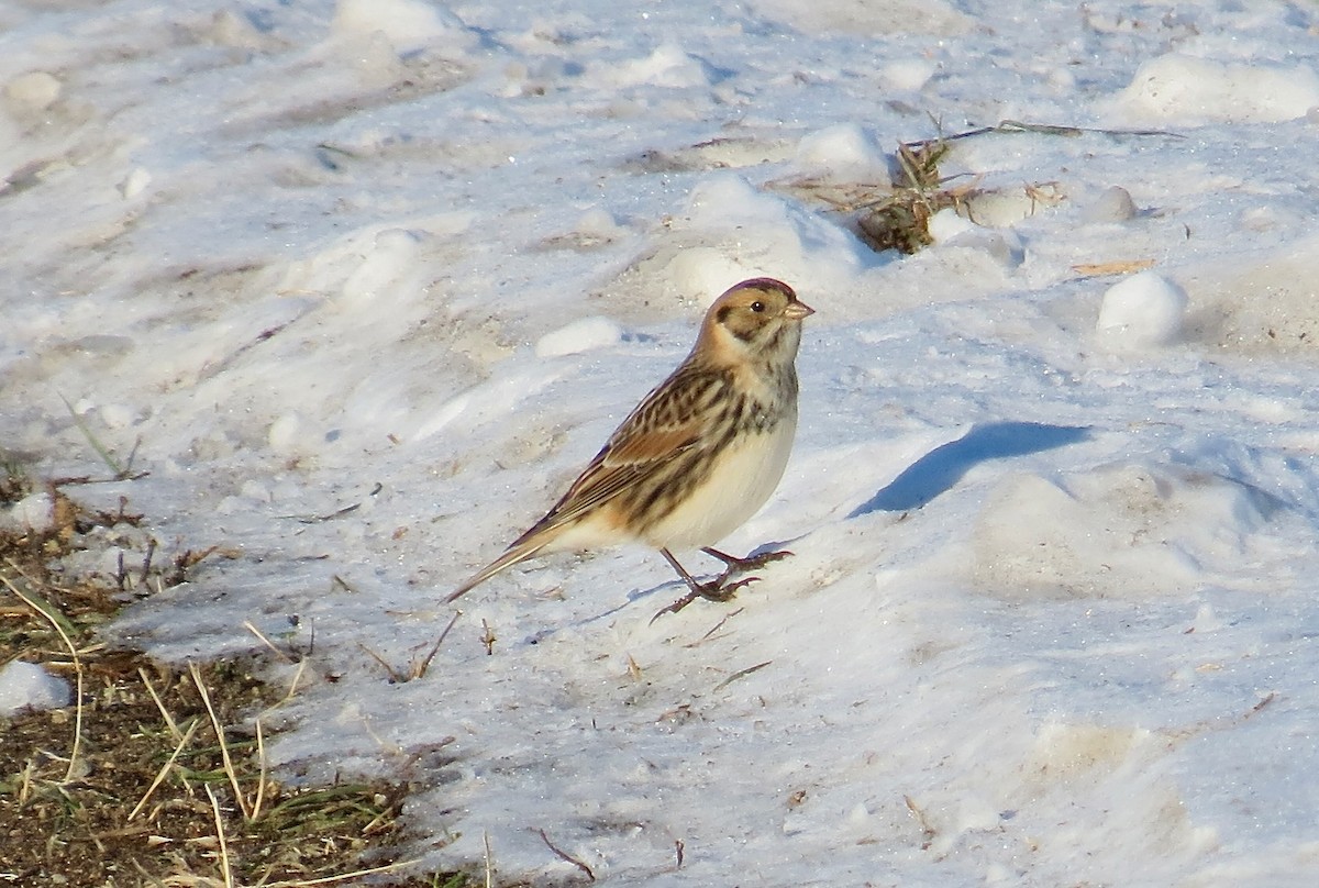 Lapland Longspur - ML646377872