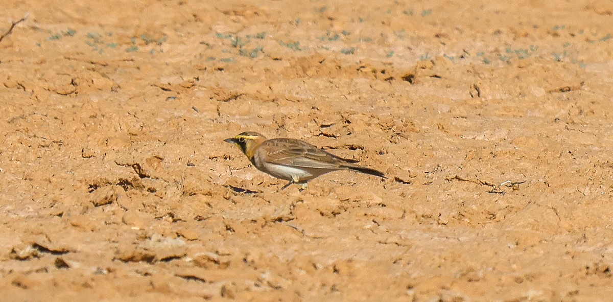 Alondra Cornuda - ML646377876