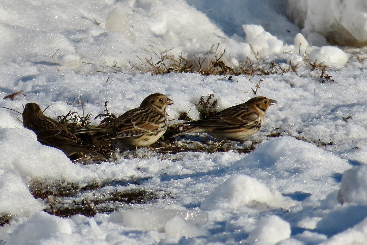 Lapland Longspur - ML646377877