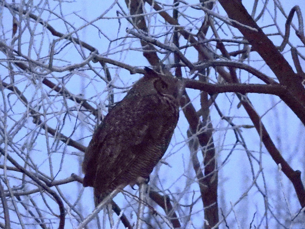 Great Horned Owl - ML646377879
