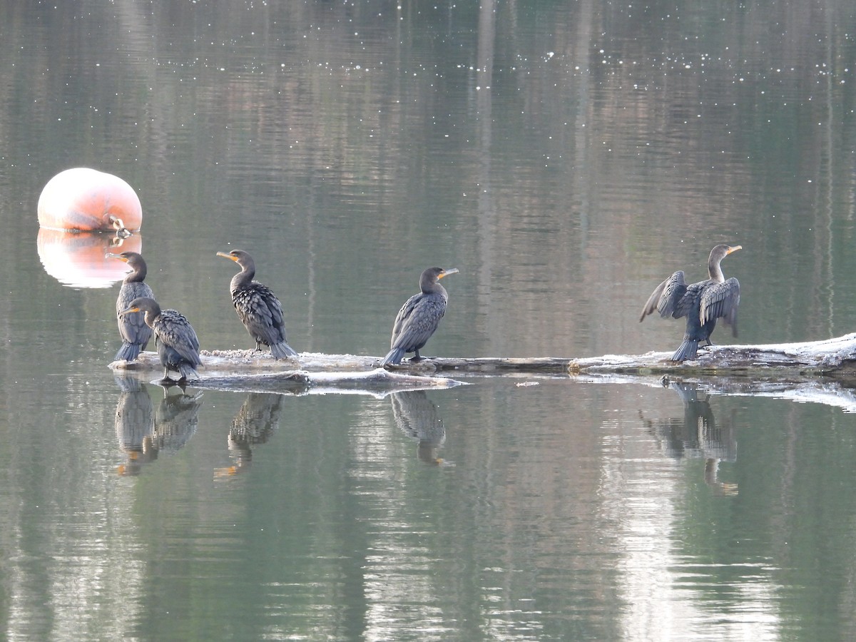 Double-crested Cormorant - ML646377880