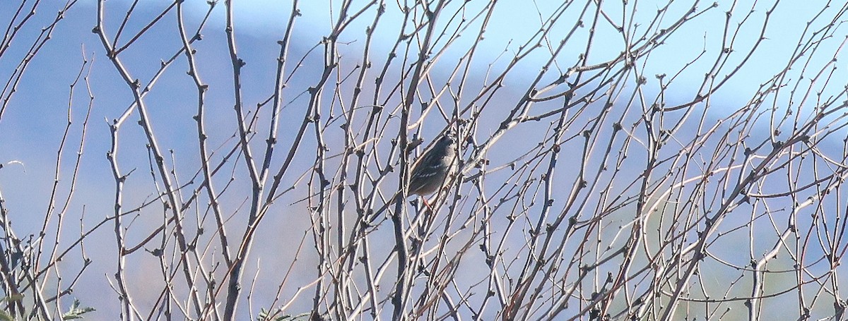 White-crowned Sparrow - ML646377881