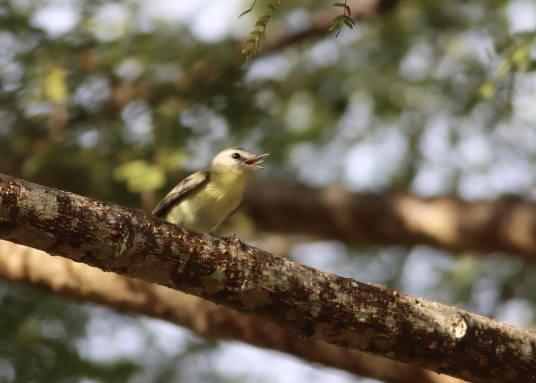 Philadelphia Vireo - ML646377882