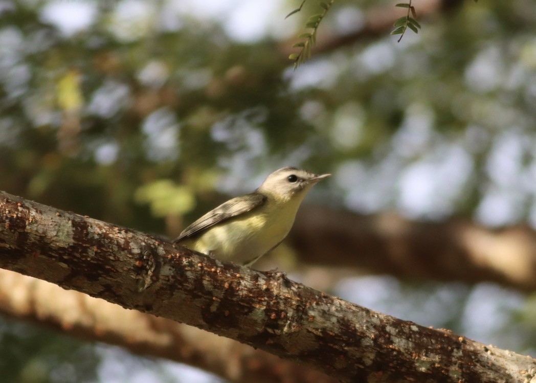 Philadelphia Vireo - ML646377883