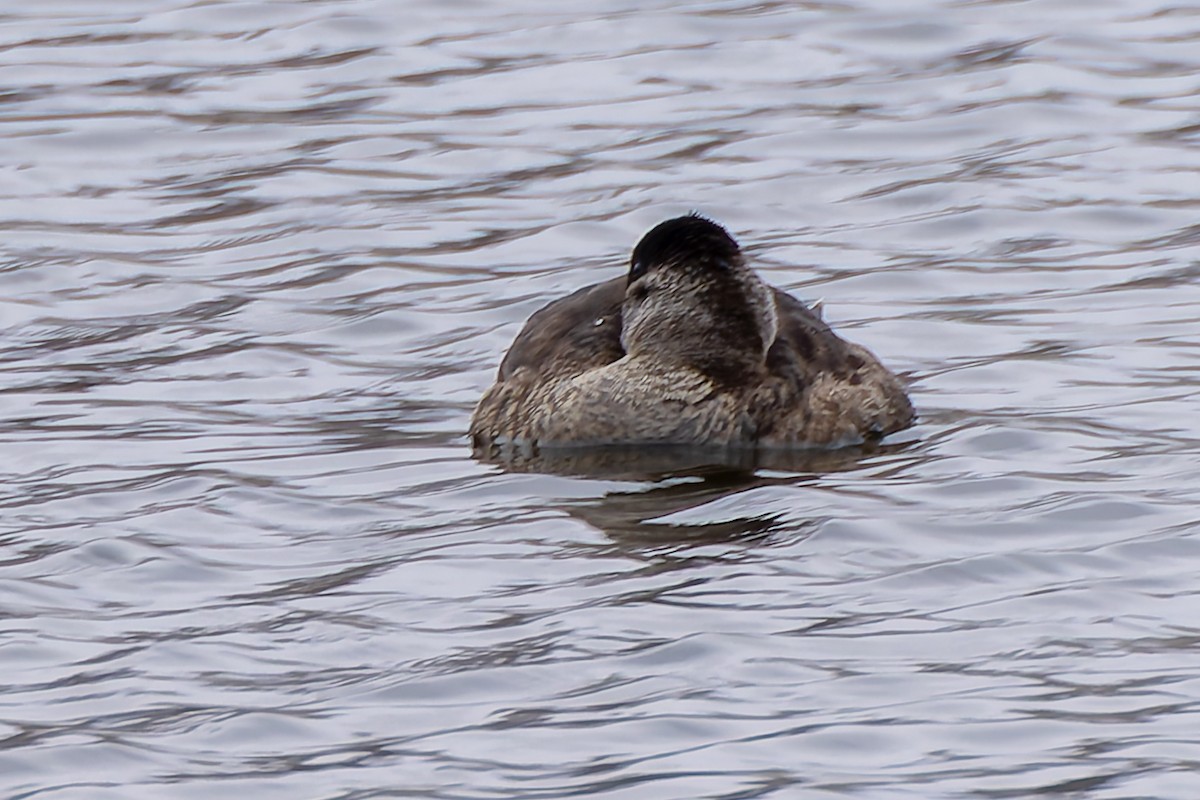 Malvasía Canela - ML646377887