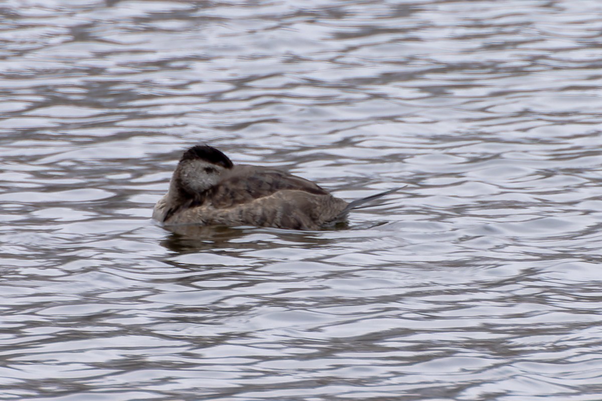Malvasía Canela - ML646377888