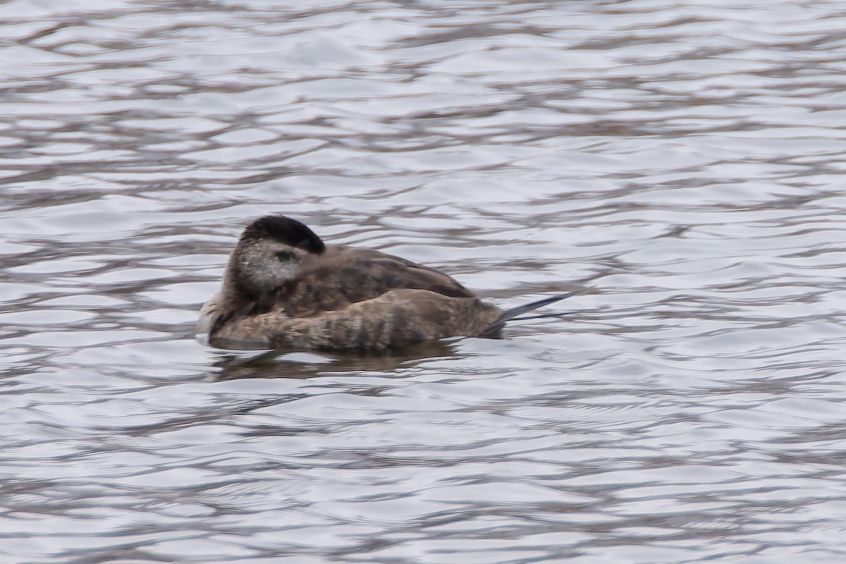 Malvasía Canela - ML646377890