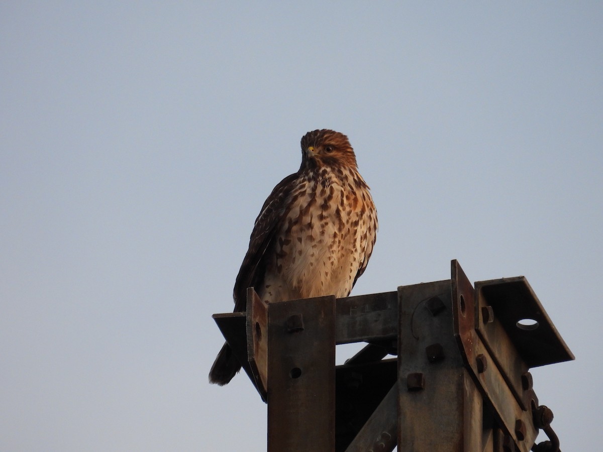 Red-shouldered Hawk - ML646377891