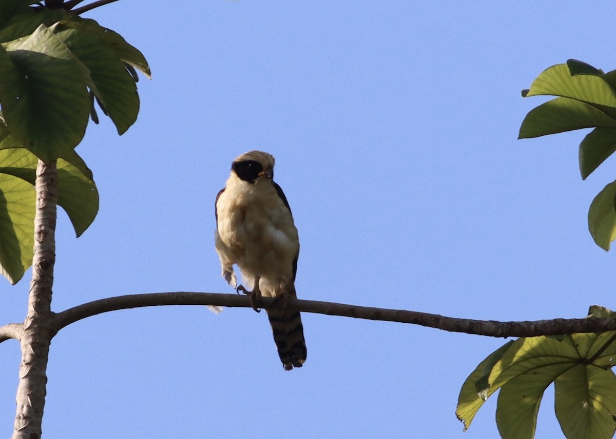 Laughing Falcon - ML646377893