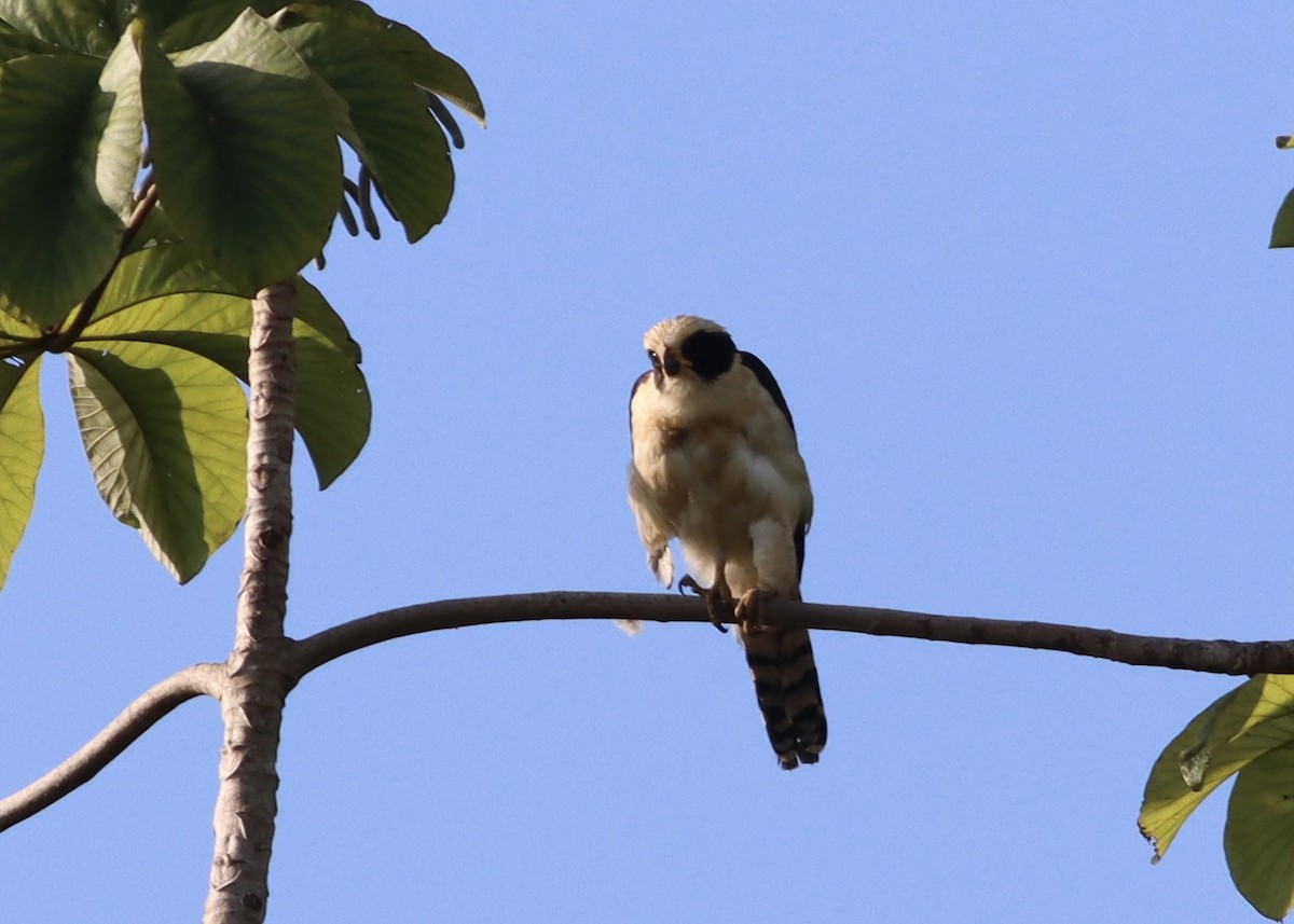 Laughing Falcon - ML646377894