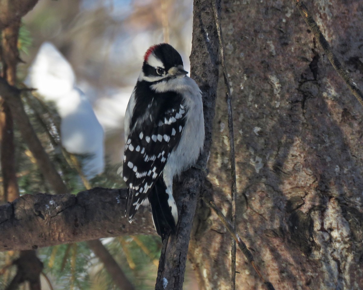 Downy Woodpecker - ML646377896