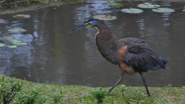 Bare-throated Tiger-Heron - ML646377897