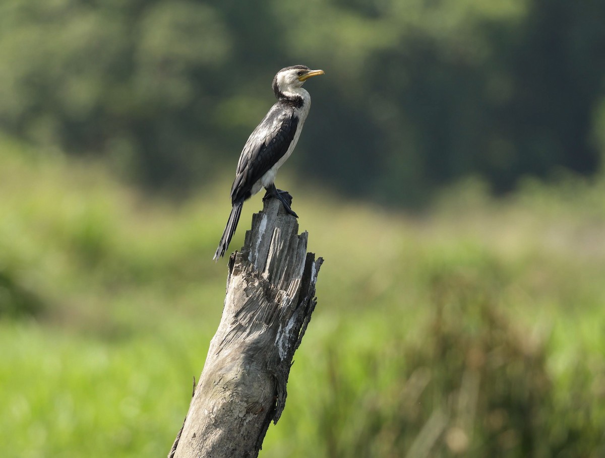Little Pied Cormorant - ML646377898