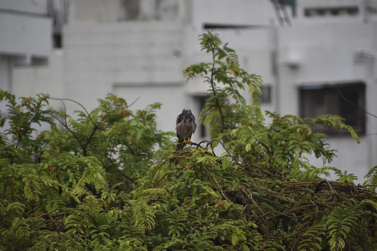 Shikra - ML646377901