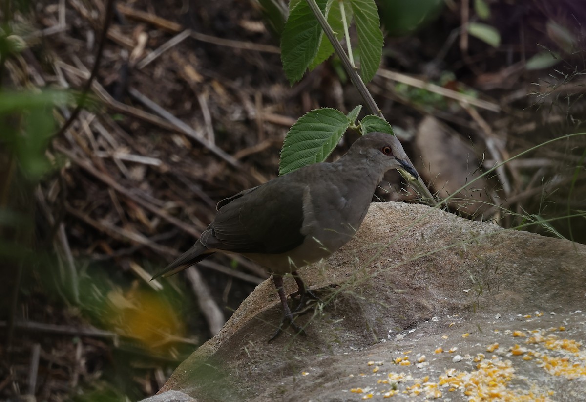 White-tipped Dove - ML646377902