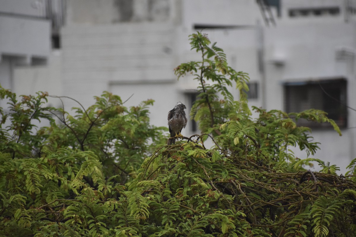 Shikra - ML646377903