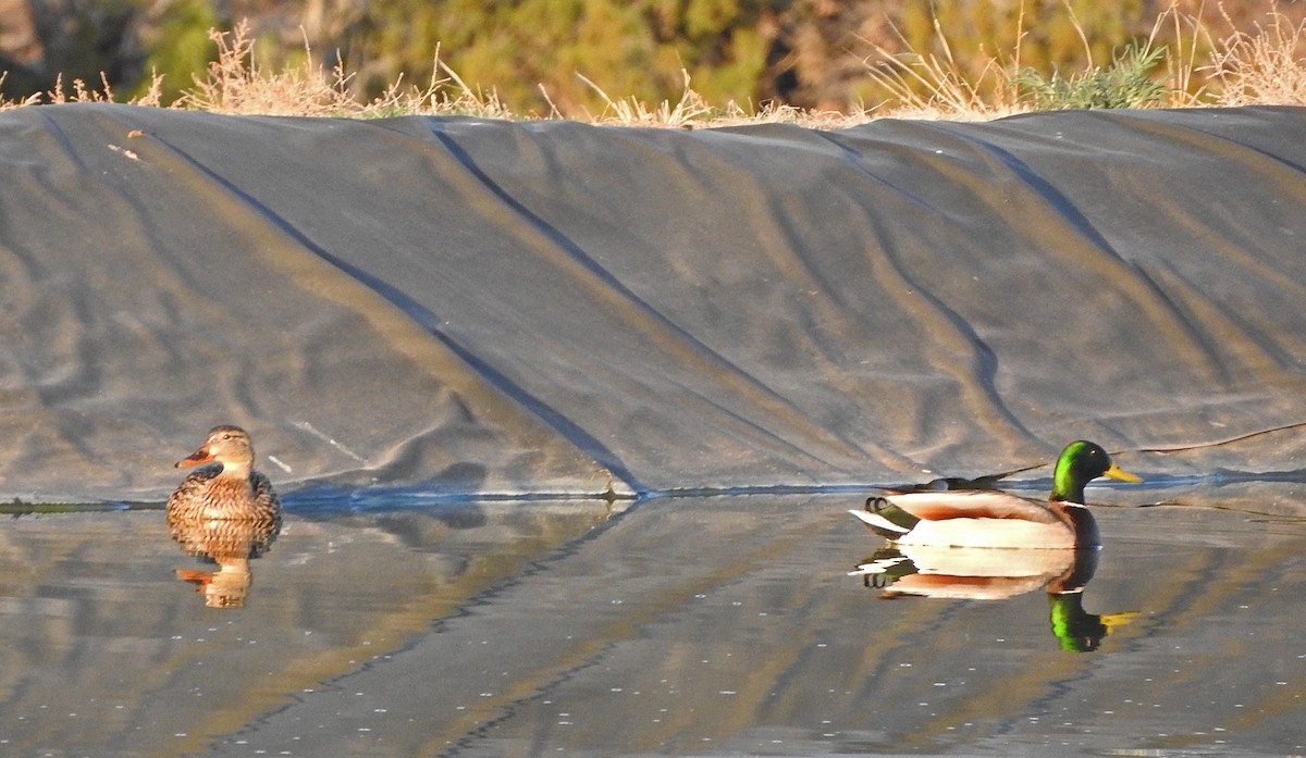 Mallard - ML646377904