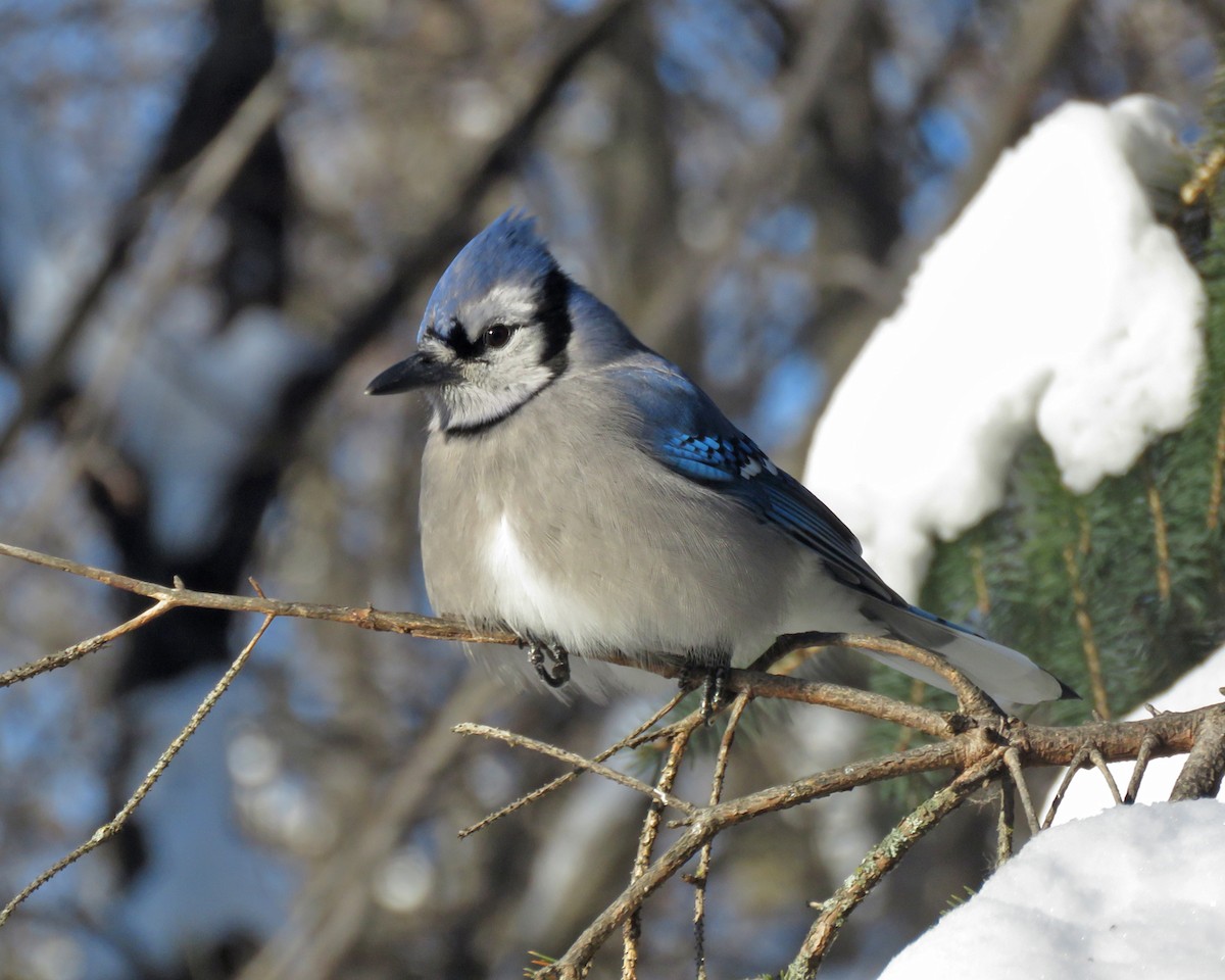Blue Jay - ML646377907