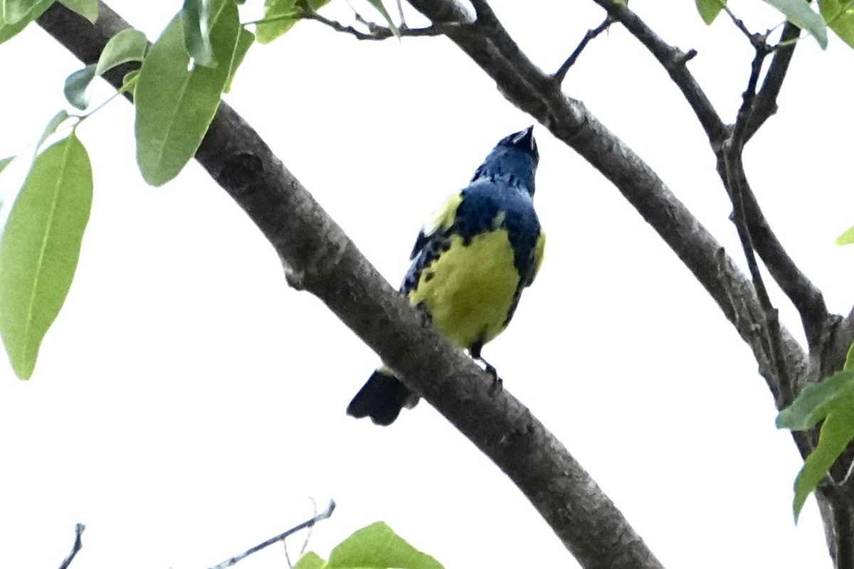 Turquoise Tanager - ML646377909