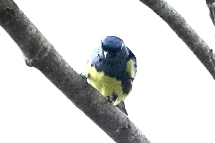 Turquoise Tanager - ML646377910