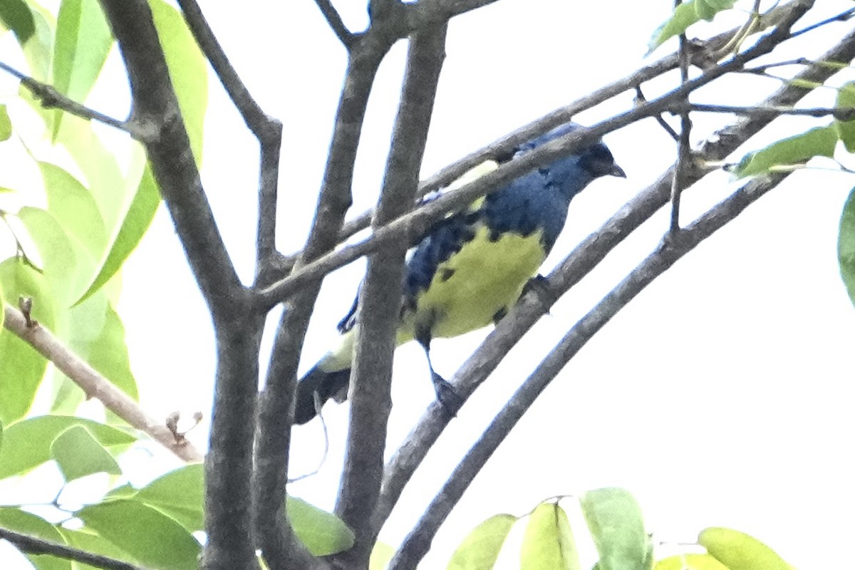 Turquoise Tanager - ML646377911