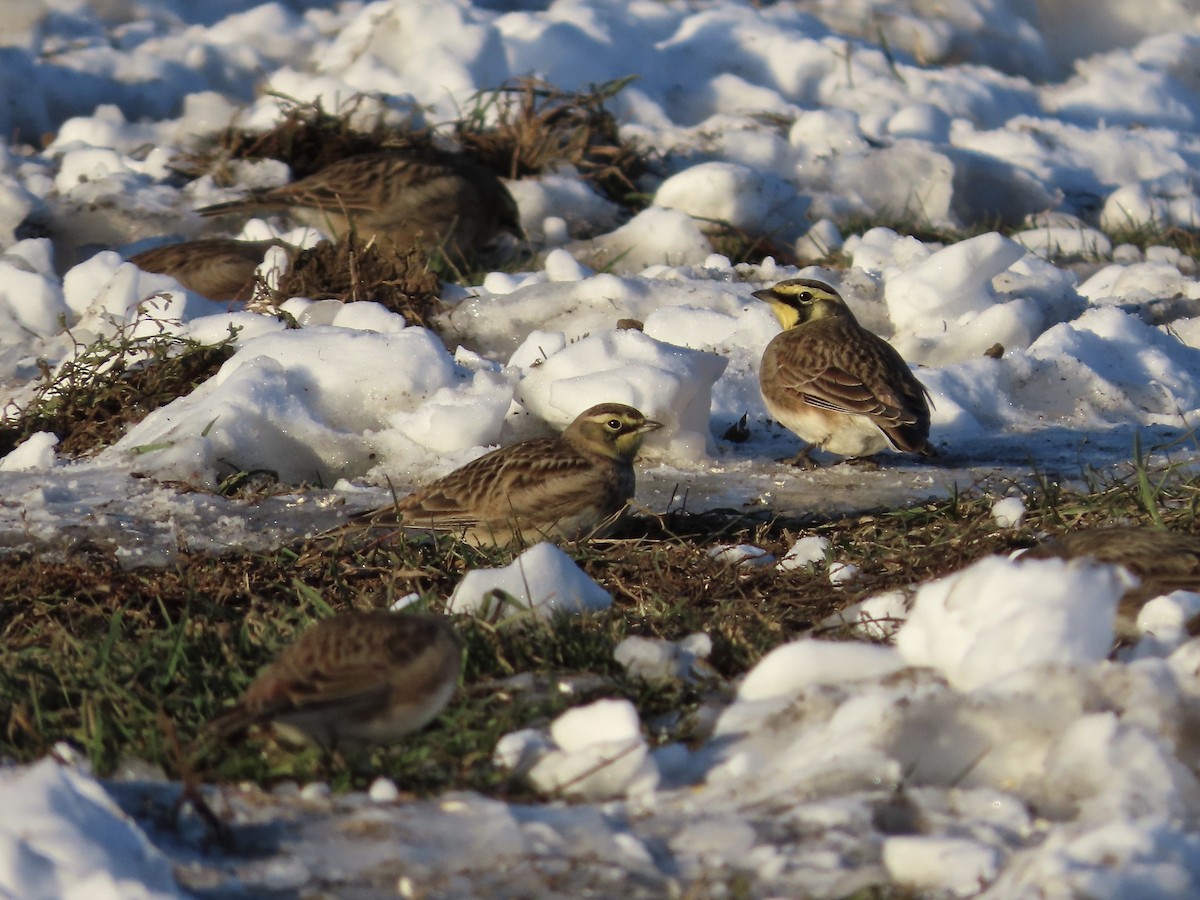 skřivan ouškatý - ML646377912