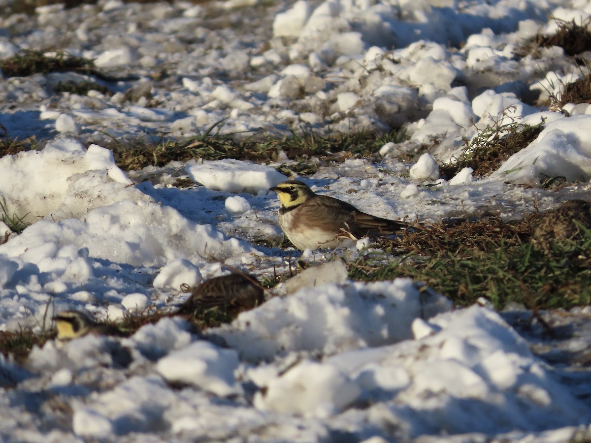 skřivan ouškatý - ML646377913