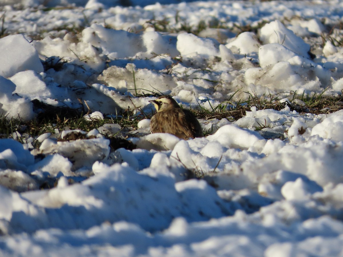skřivan ouškatý - ML646377914