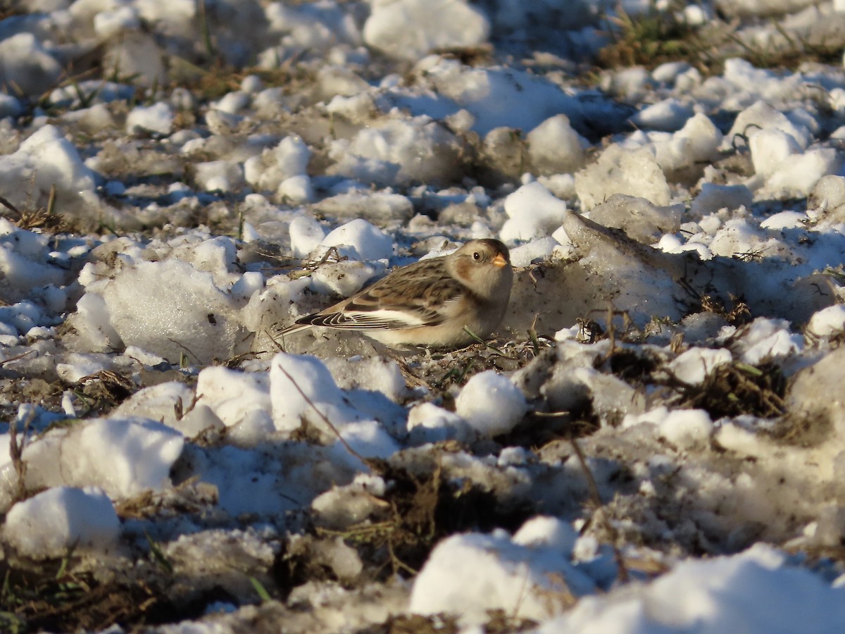 skřivan ouškatý - ML646377915