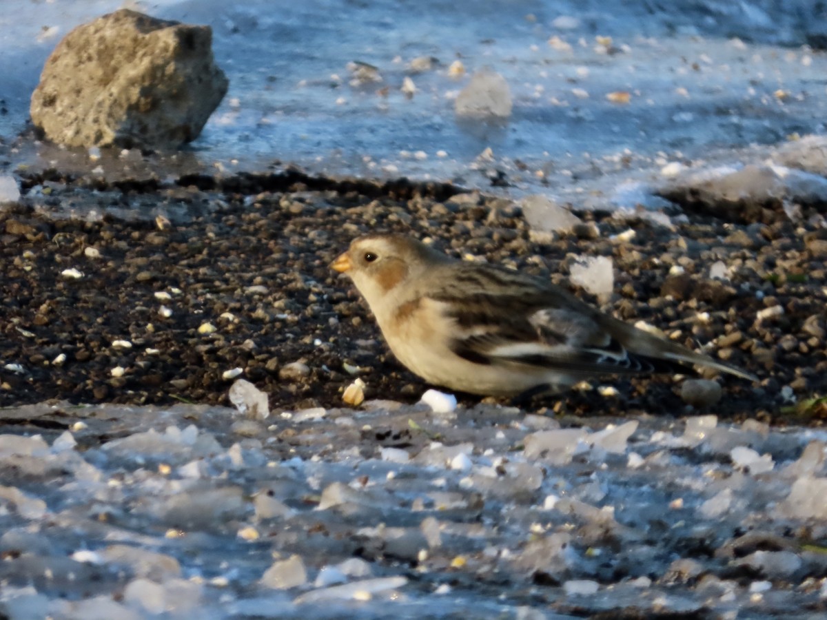 skřivan ouškatý - ML646377916