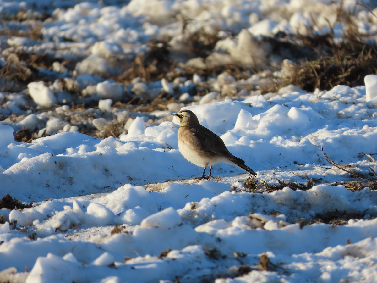 skřivan ouškatý - ML646377917