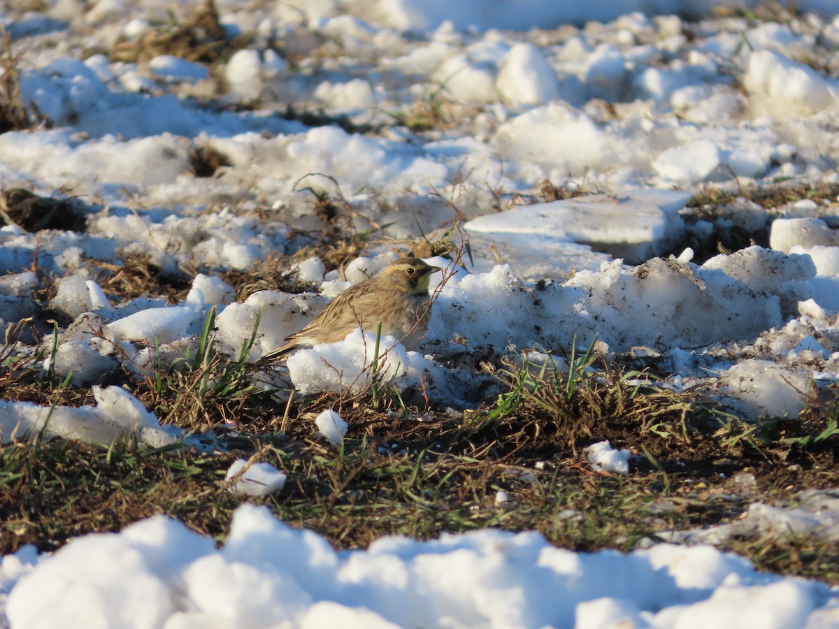 skřivan ouškatý - ML646377918