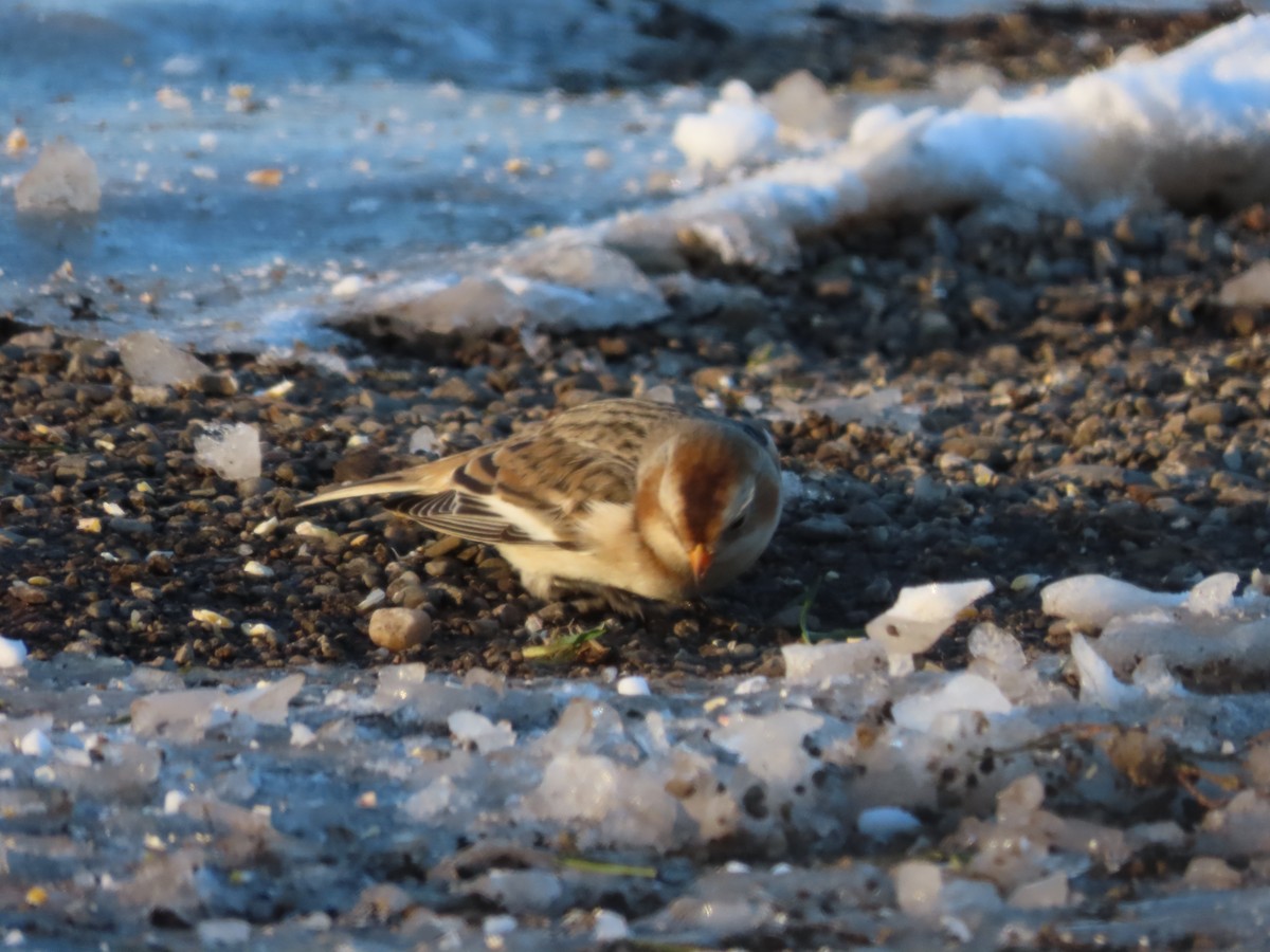 skřivan ouškatý - ML646377919