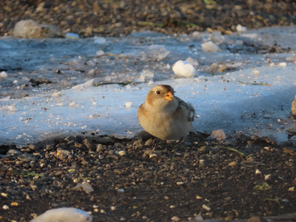 skřivan ouškatý - ML646377920