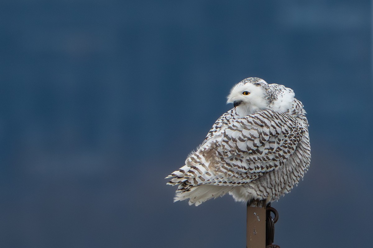 sovice sněžní - ML646377926