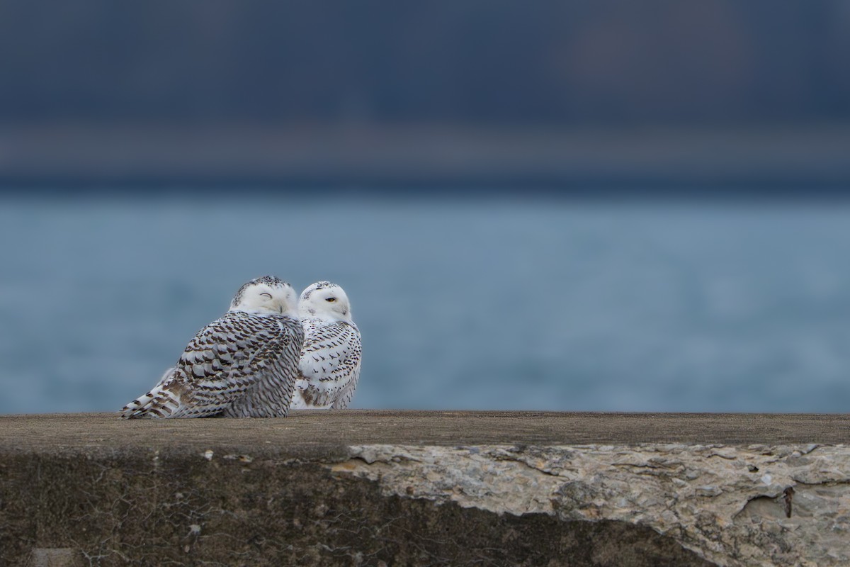 sovice sněžní - ML646377927