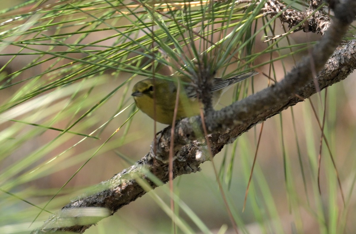 lesňáček borovicový - ML646377934