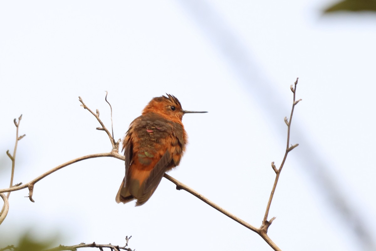 kolibřík duhovohřbetý - ML646377935