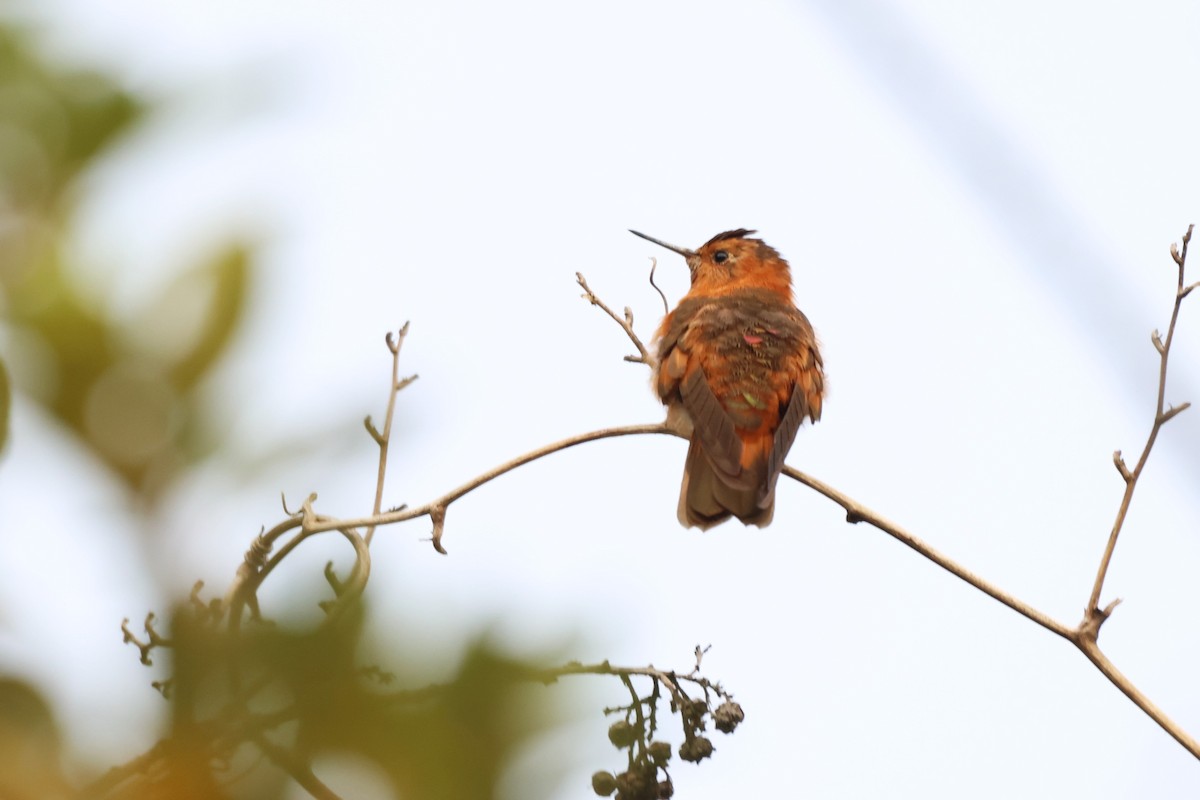 kolibřík duhovohřbetý - ML646377936