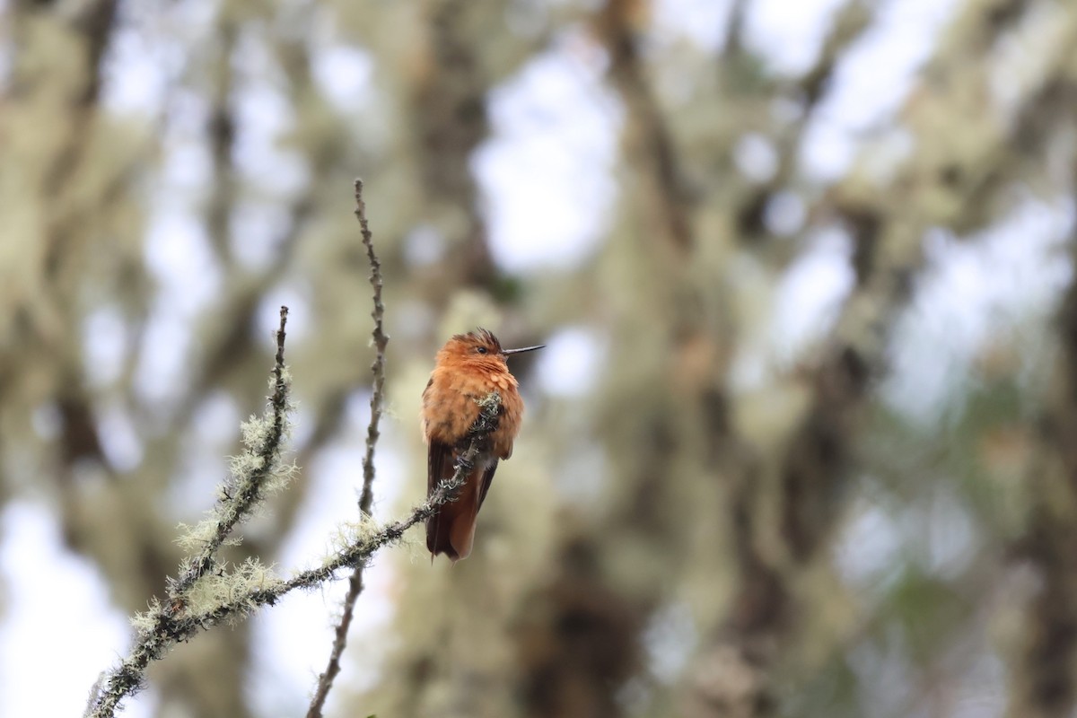 kolibřík duhovohřbetý - ML646377937