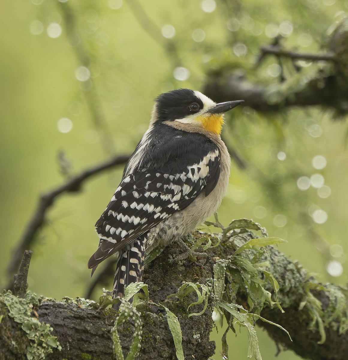 datel kaktusový - ML646377938