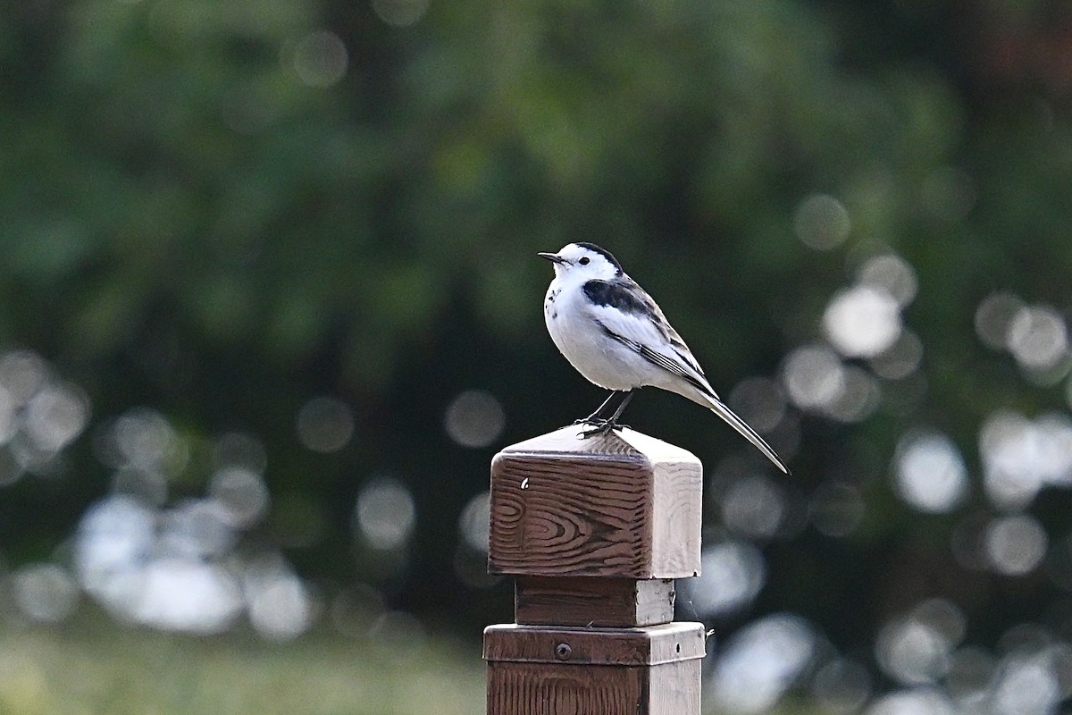 konipas bílý (ssp. leucopsis) - ML646377940